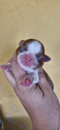 Filhote de Shih Tzu Macho Branco e Figado Micro