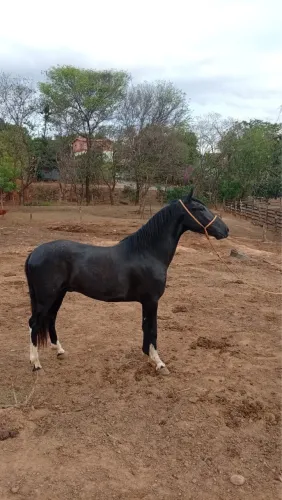 Vendo Potro mangalarga marchado ( Fagu do Vaticano )