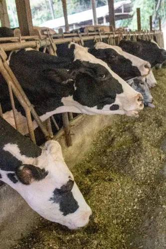 LOTE VACAS LEITEIRAS 