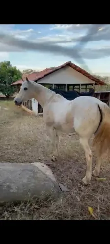 Égua QM