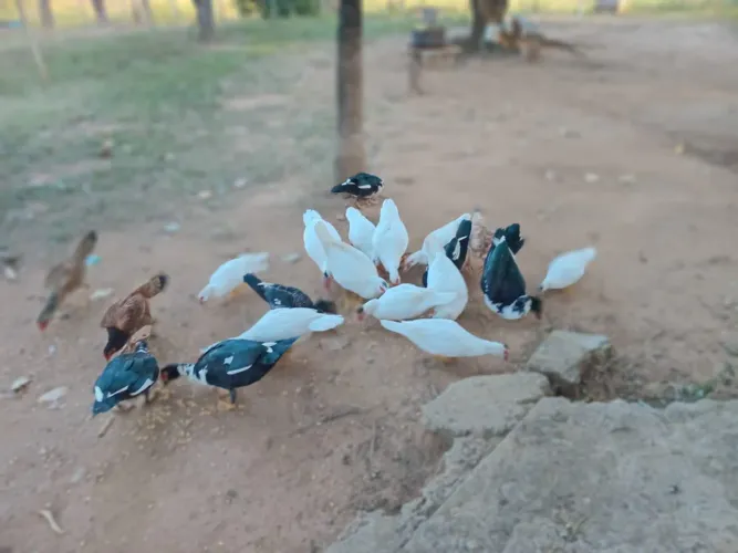 Patos 