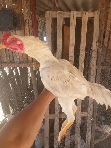 Aves saudáveis