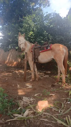 Egua