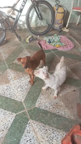 Doação de pintcher