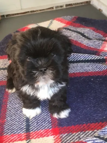 Lhasa Apso,Lhasa Apso Filhote Linda Linhagem Disponível