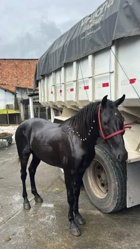 Cavalo manga larga