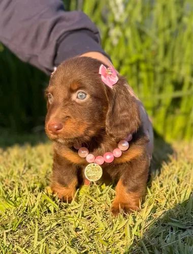 Dachshund pelo longo 