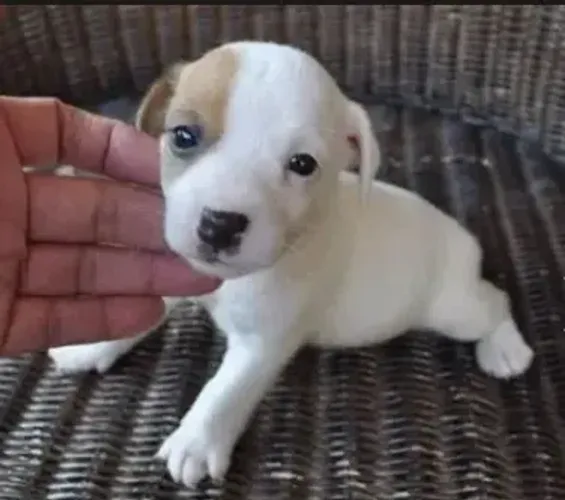 pínscher x chihuahua lindos filhotes