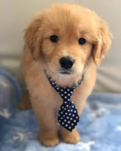 Golden Retriever Um filhotinho para transformar sua casa em felicidade