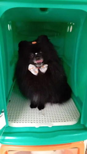 Vendo cachorro Spitz alemão
