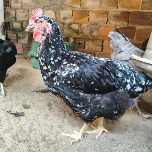 Galinha GSB pondo