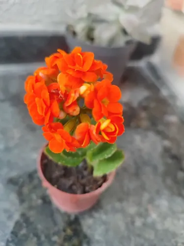 Plantas 