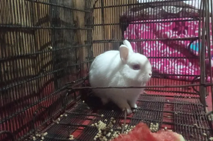 Mini coelho Branco macho