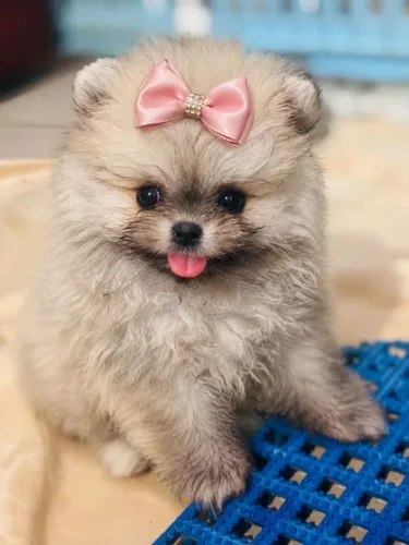 Luluzinha super anão