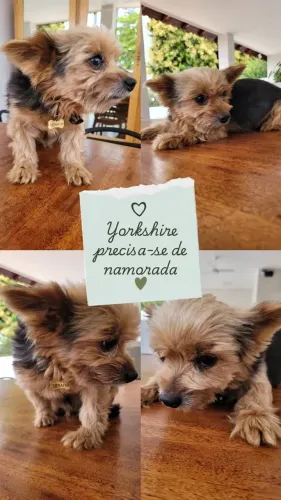 Yorkshire Terrier Macho Cruza Procura de uma Namorada