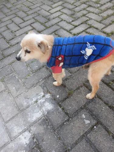 ? DOAÇÃO Cachorro idoso carinhoso precisa de um novo lar