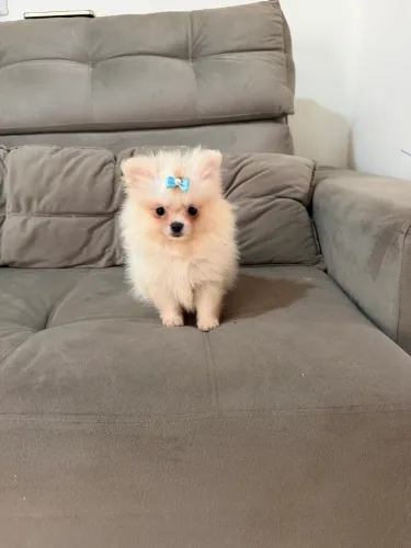 Lulu Pomerania machinho