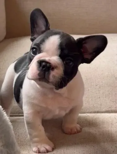 Bulldog Francês Filhotes Padrão Europeu. 