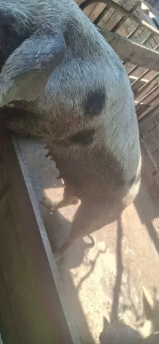 Vendo casal de porco landrace mista