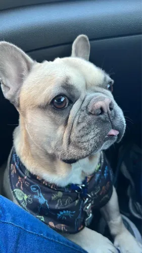 Doa se pug