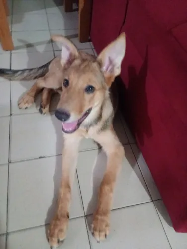 Vendo filhote de cachorro pastor Alemão quatro meses vacinado e vermífugo