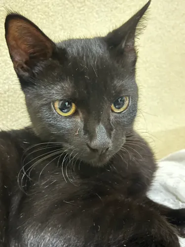GATO MACHO FILHOTE