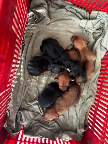 Pinscher 