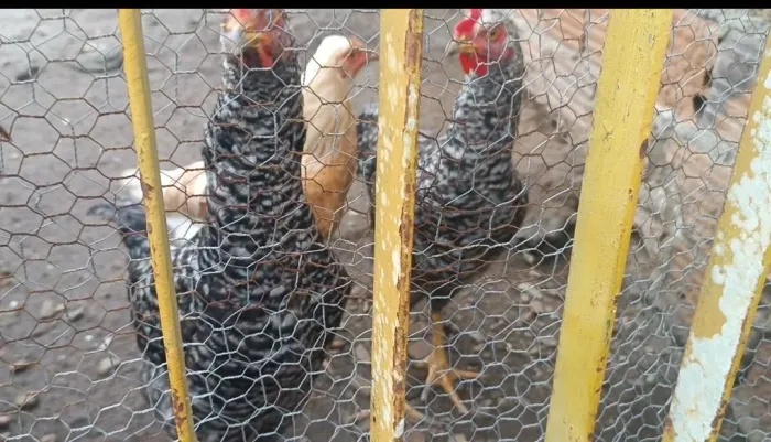 Galinha caipira para venda 