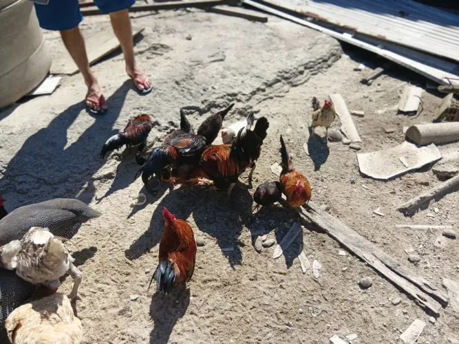 Galinhas Garnise, galo índio gigante e patos