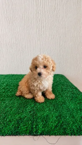 Filhote de Poodle Toy Macho