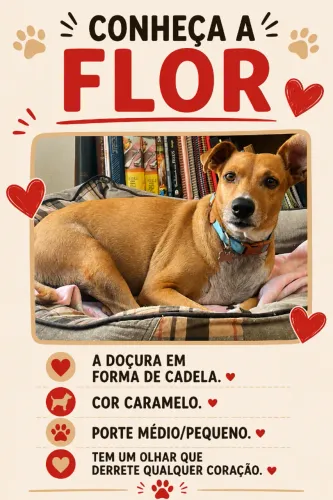 Cadela para doação - Florzinha