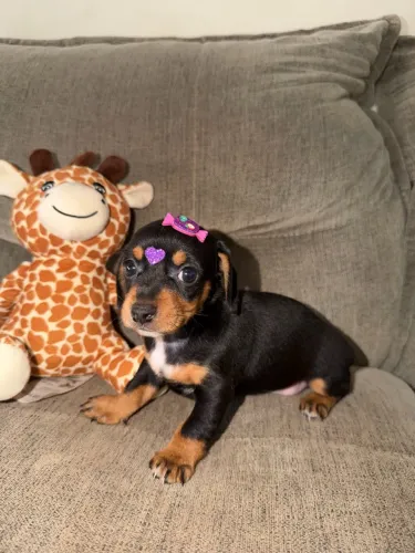 DACHSHUND FÊMEA DISPONÍVEL
