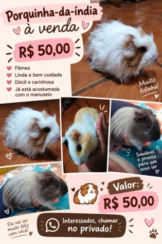 Porquinha da índia 