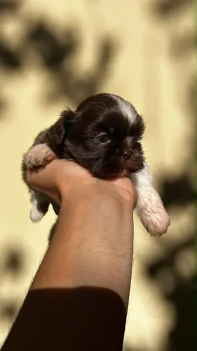 Filhote de shih tzu macho