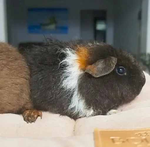 Porquinho da Índia filhote Us Teddy