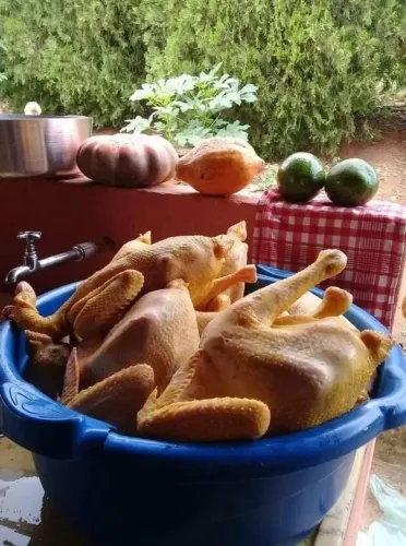 VENDO GALINHA CAIPIRA LIMPA