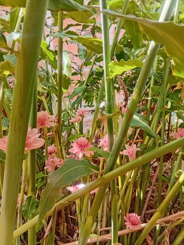 Flores ?  BASTÃO DO IMPERADOR !