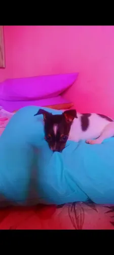 Vende-se pinscher número1 fémia 