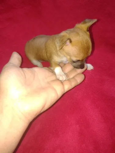 Pinscher fêmea