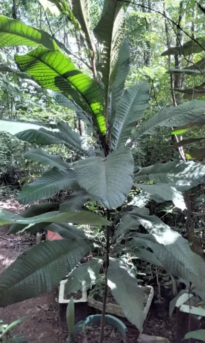 Muda de fruta do imperador  Cryssophylun imperiallis 