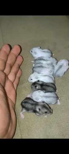 Filhote de hamster 