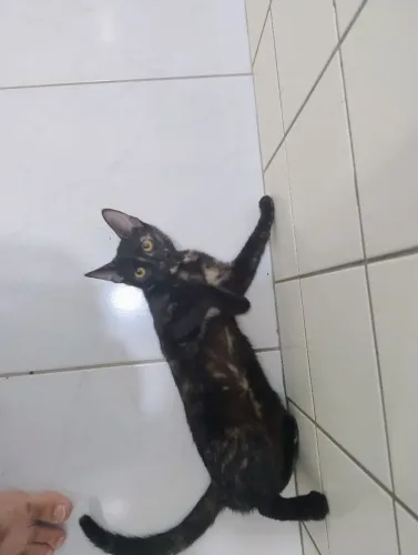 Gato fêmea para doação tem 4 meses