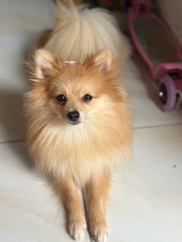 Spitz alemão fêmea em busca de namorado para cruzar