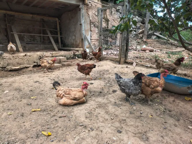 Vendo galinhas caipirão botando em plena postura e frangos