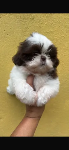 Shih-tzu machos e femeas todas as cores com 58 dias