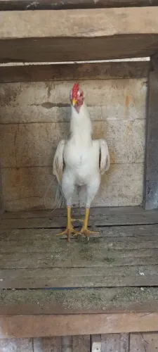 galo ?