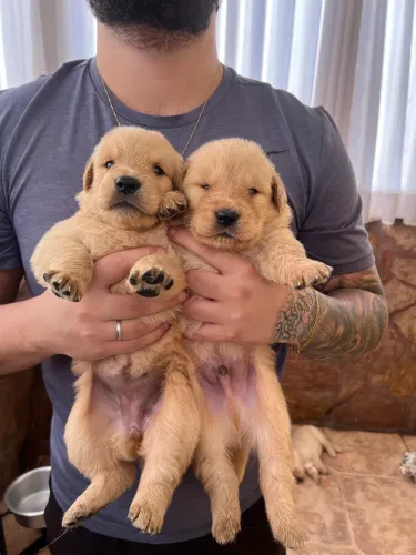 Golden Retriever 