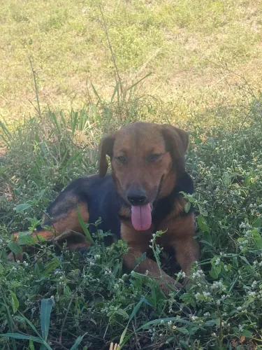 Cachorra mistura de capa