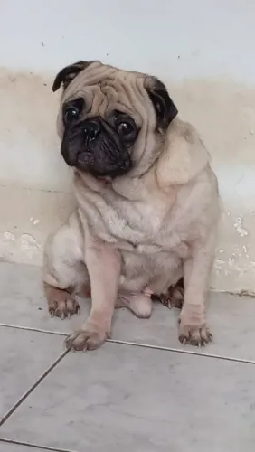 Vendo cachorro pug