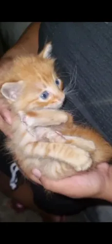 Gatos filhotes para adoção 